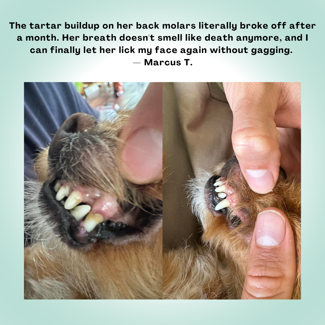 MicroBalance Dental Powder