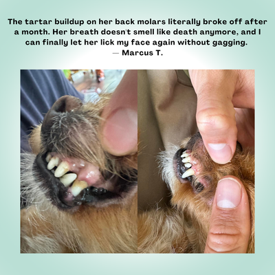 MicroBalance Dental Powder