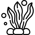 Kelp (Ascophyllum nodosum)