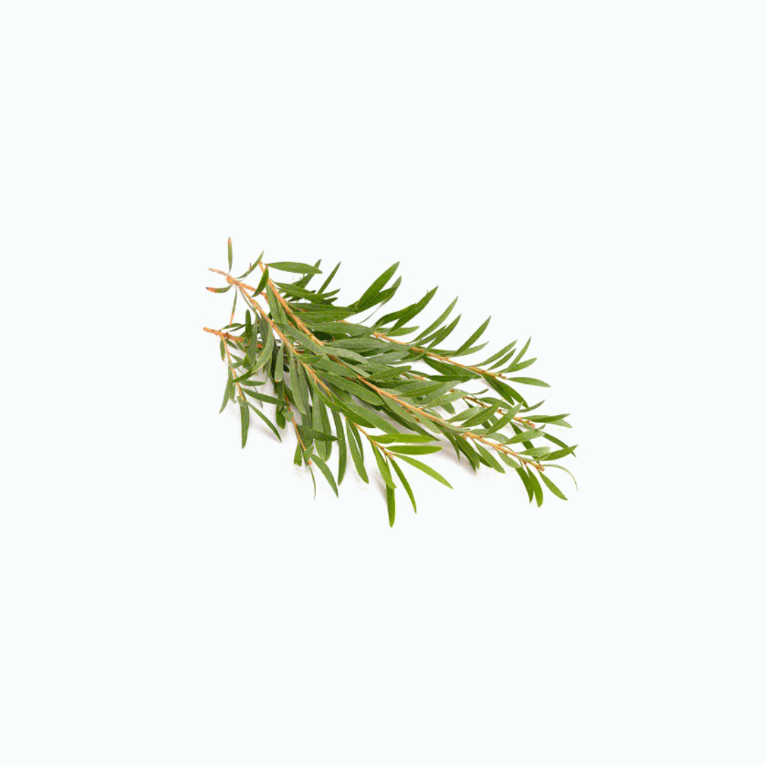 Tea Tree Oil