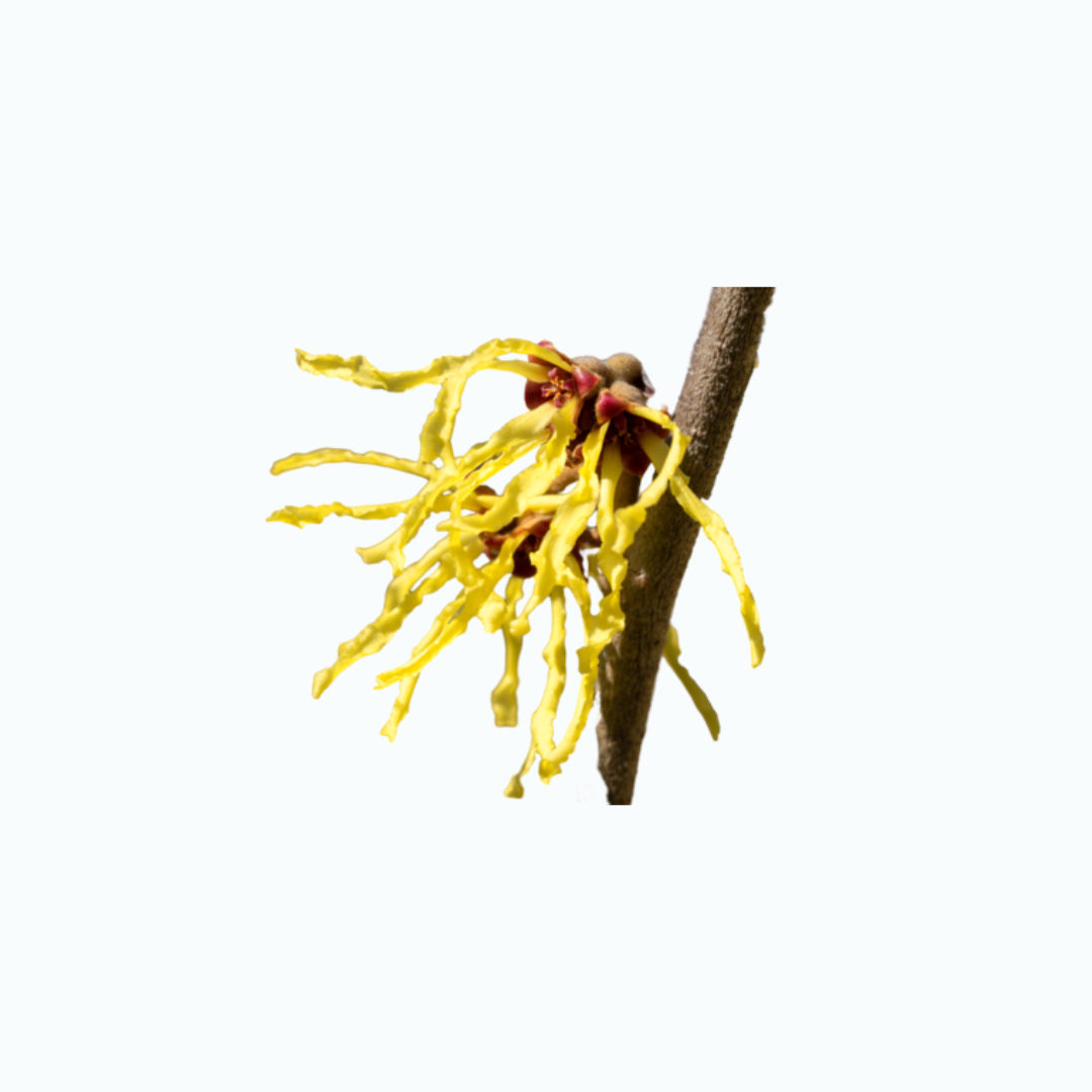 Witch Hazel